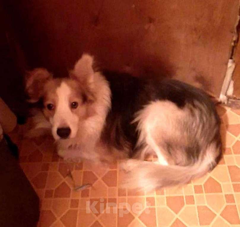 Собаки в Калуге: Кобель в добрые руки Мальчик, Бесплатно - фото 1