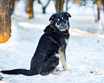 Собаки в Москве: Самый добрый пёс на свете в поисках семьи Мальчик, Бесплатно - фото 8