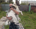 Собаки в Вологде: Вязка, 6 руб. - фото 1