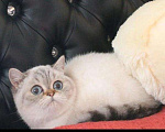 Кошки в Новоалександровске: Скоттиш страйт, 6 000 руб. - фото 1