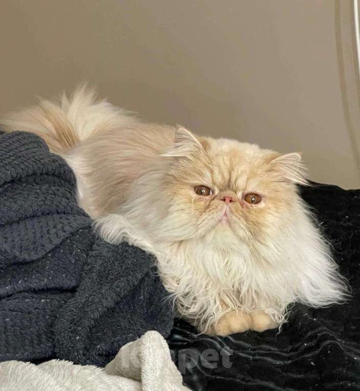 Кошки в Санкт-Петербурге: Вязка персидского котика Мальчик, 5 000 руб. - фото 4
