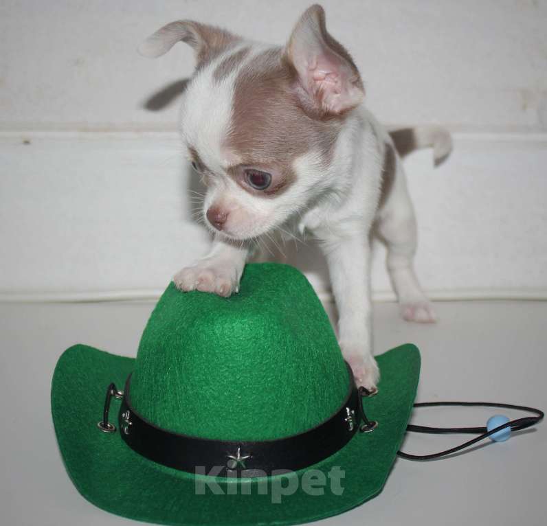 Собаки в других городах Ленинградской области: Предлагается щенок чихуахуа! Девочка, 45 000 руб. - фото 6