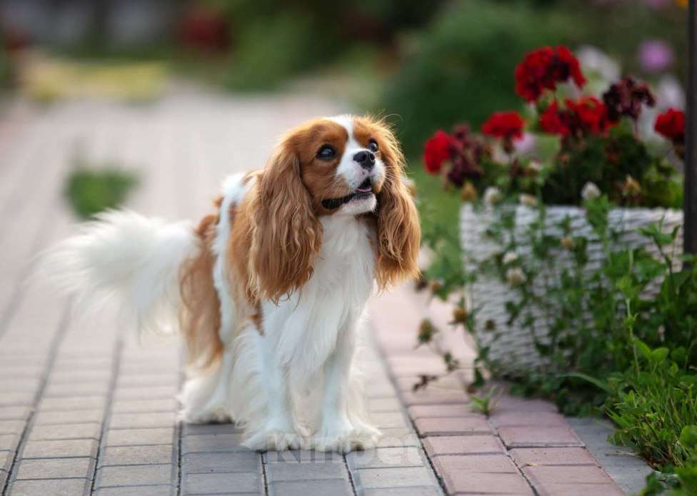 Собаки в Нижнем Новгороде: Шикарный кавалер на вязку Мальчик, 40 000 руб. - фото 5