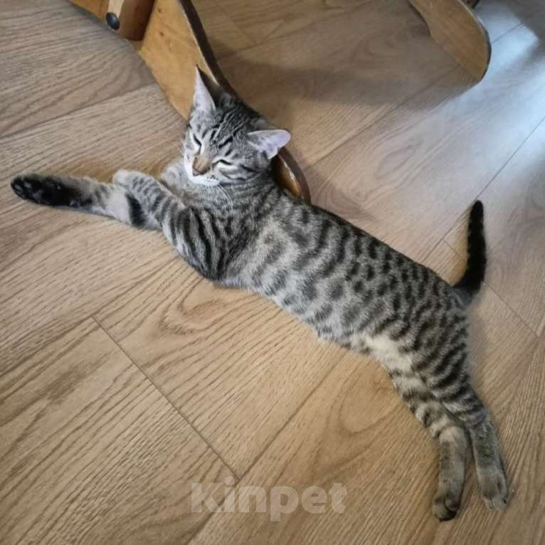 Кошки в Москве: Девочка-подросток Девочка, Бесплатно - фото 8