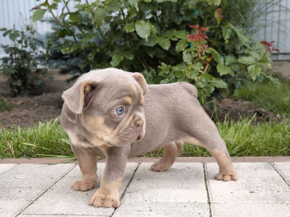 Собаки в Тимашевске: Мальчик и девочка - изабелла с подпалом. Мальчик, 70 000 руб. - фото 2