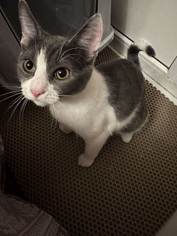 Кошечка Дымка в добрые руки