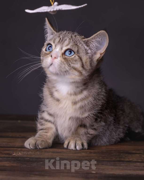 Кошки в Хабаровске: Девочка Девон-рекс дгг Девочка, 100 000 руб. - фото 2