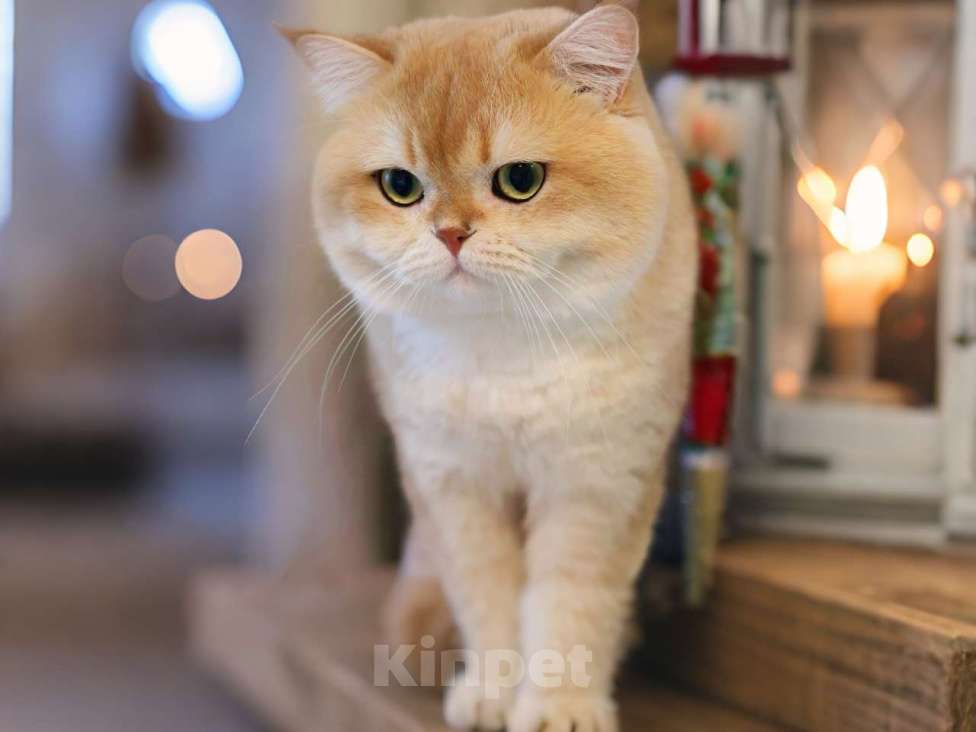 Кошки в Москве: Британский жених шоколадное золото  Мальчик, 50 000 руб. - фото 4