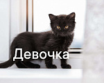 Кошки в Одинцово: много котят выбираем налетаем!  Девочка, Бесплатно - фото 1