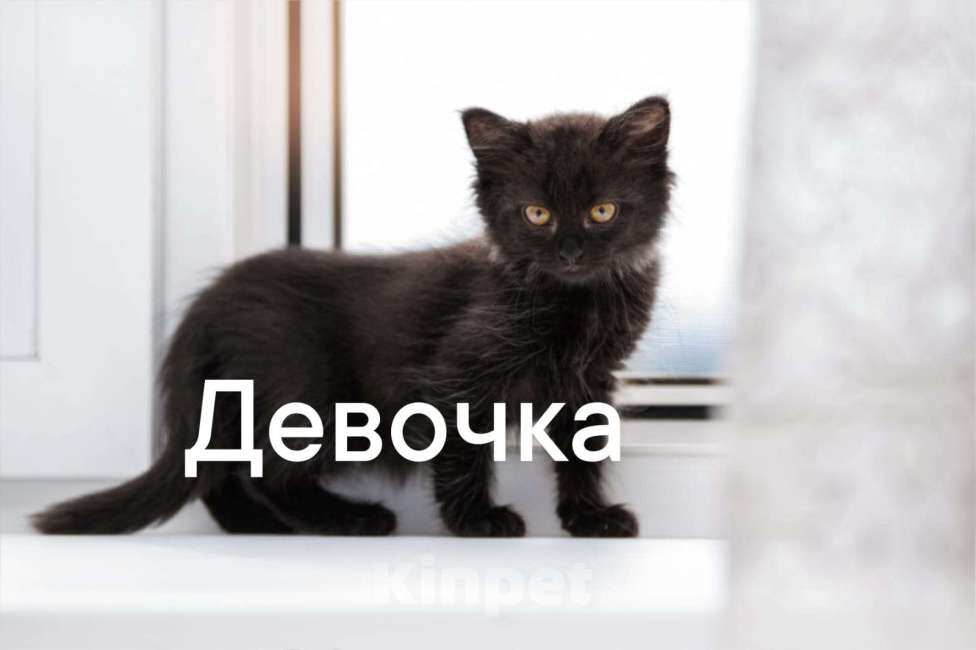 Кошки в Одинцово: много котят выбираем налетаем!  Девочка, Бесплатно - фото 1