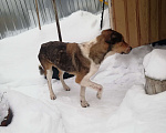 Собаки в Раменском: Найдена собака  Девочка, 1 руб. - фото 1
