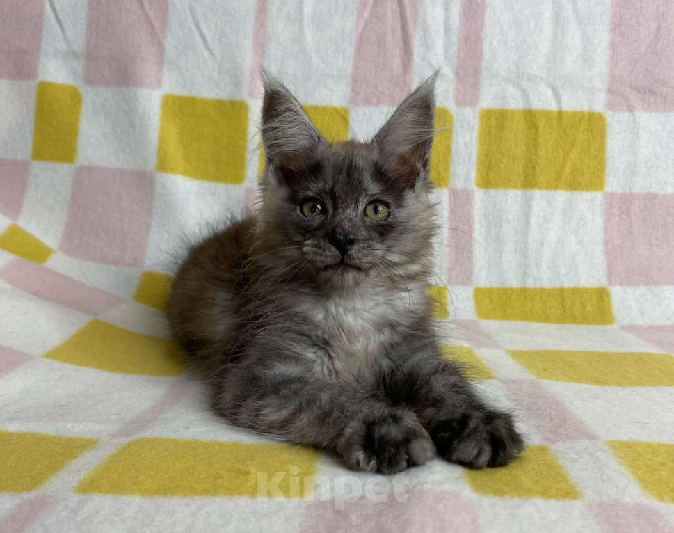 Кошки в Дмитрове: Черная дымчатая девочка мейн кун Nika Девочка, 50 000 руб. - фото 1