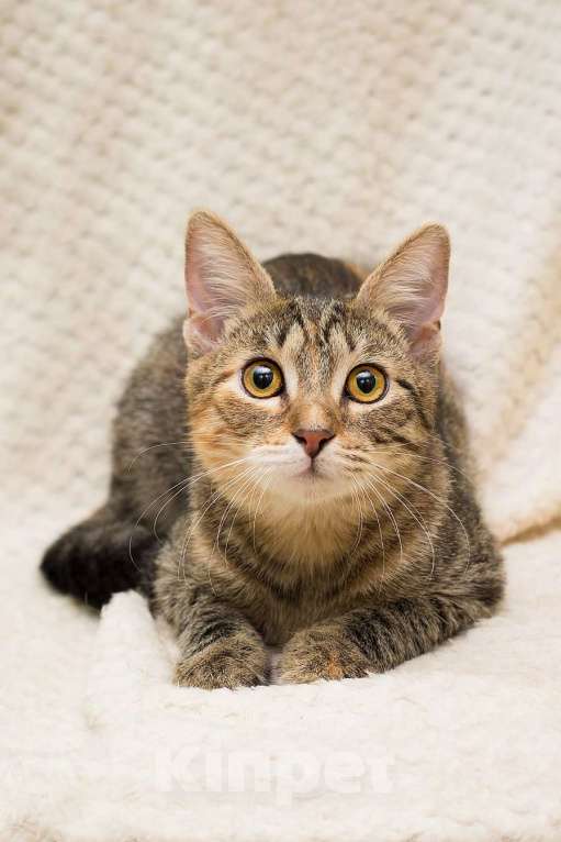 Кошки в Москве: Полосатая трехцветочка котёнок Теюшка в дар Девочка, 1 руб. - фото 3