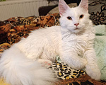 Кошки в Москве: Белая девочка Девочка, 20 000 руб. - фото 1