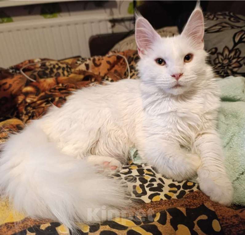 Кошки в Москве: Белая девочка Девочка, 20 000 руб. - фото 1