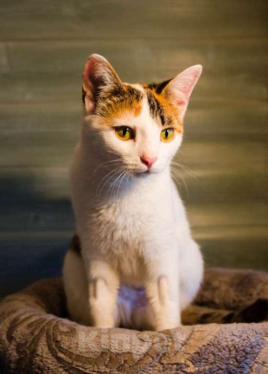 Кошки в Москве: Трехцветная котомартышка Маришка в добрые руки Девочка, 1 руб. - фото 5