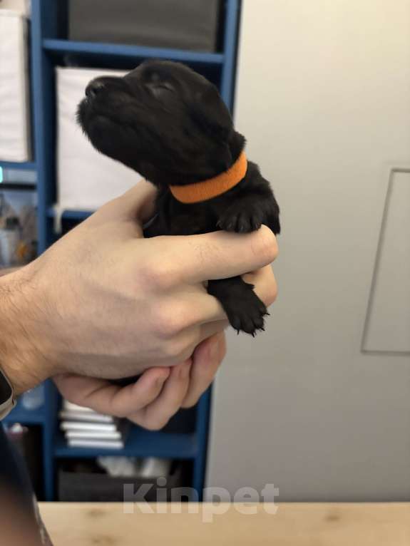 Собаки в Москве: Бронируем щенков прямошерсного ретривера флэт Девочка, 75 000 руб. - фото 1