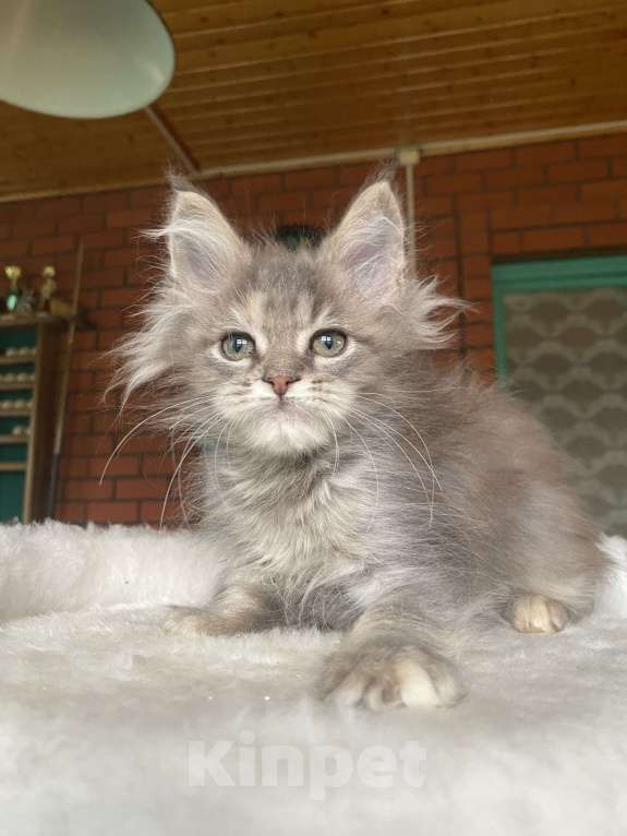 Кошки в других городах Московской области: Мейн-кун девочка Девочка, 60 000 руб. - фото 4