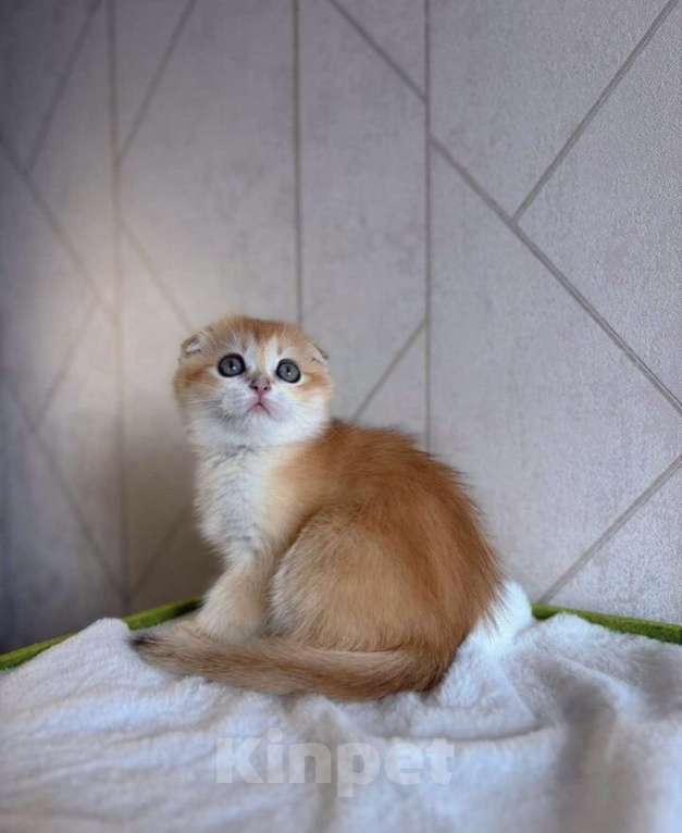 Кошки в Москве: Шотландская вислоухая кошечка Девочка, 45 000 руб. - фото 1