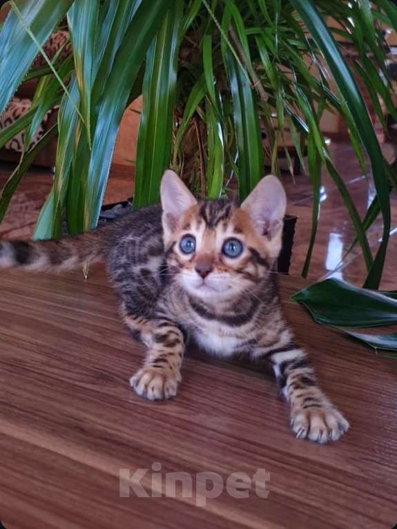 Кошки в Москве: Бенгальская девочка Девочка, 90 000 руб. - фото 1