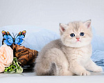 Кошки в Москве: Британские котята.Золото шиншиллы.Красивый подарок Мальчик, 25 000 руб. - фото 8