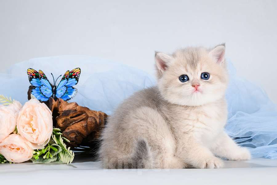 Кошки в Москве: Британские котята.Золото шиншиллы.Красивый подарок Мальчик, 25 000 руб. - фото 8