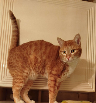 Софи ищет дом