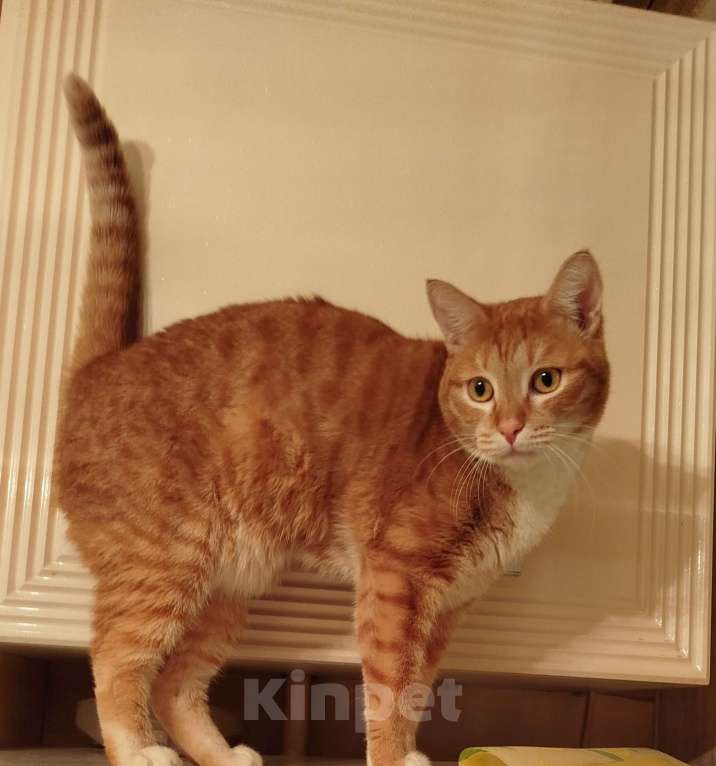 Кошки в Москве: Софи ищет дом Девочка, 1 руб. - фото 1