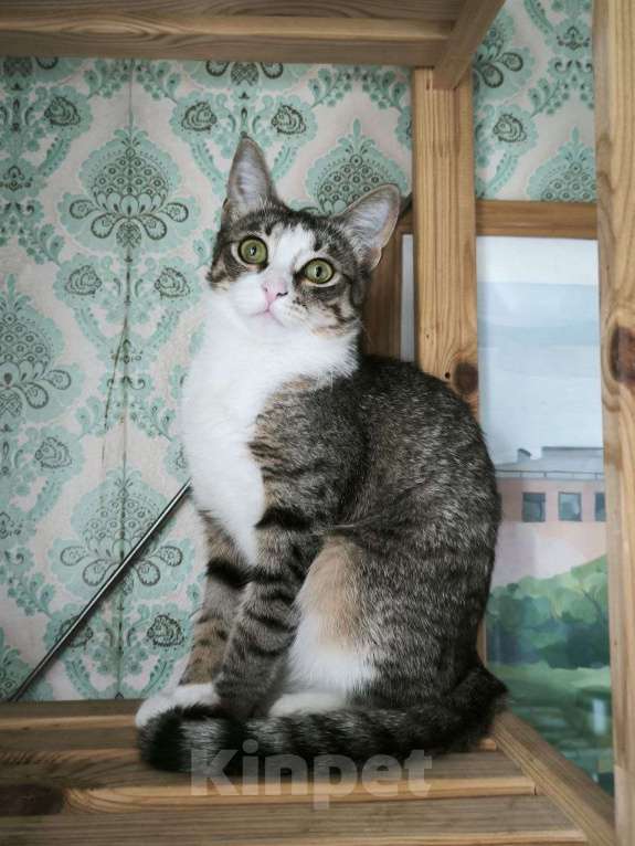 Кошки в Москве: Миниатюрная Саманта 8 месяцев очень хочет домой.  Девочка, Бесплатно - фото 6