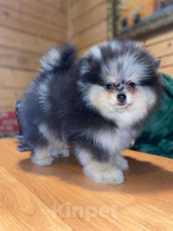 Собаки в Екатеринбурге: Малыш шпица Мальчик, 50 000 руб. - фото 2