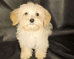 Собаки в Москве: Мальтипу щенок мальчик Мальчик, 80 000 руб. - фото 4