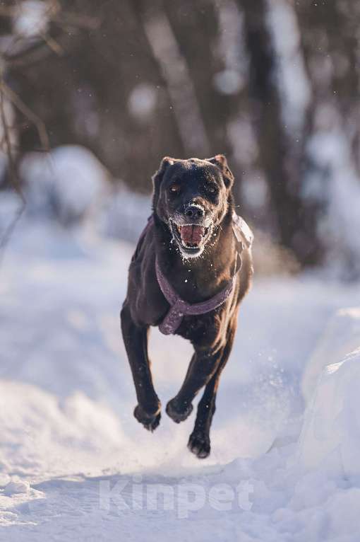 Собаки в Москве: Озорная Тата мечтает обрести любящих родителей Девочка, Бесплатно - фото 5