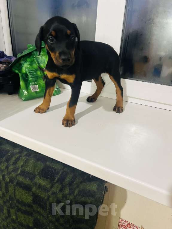 Собаки в Новоалтайске:  Малышка Девочка, Бесплатно - фото 3