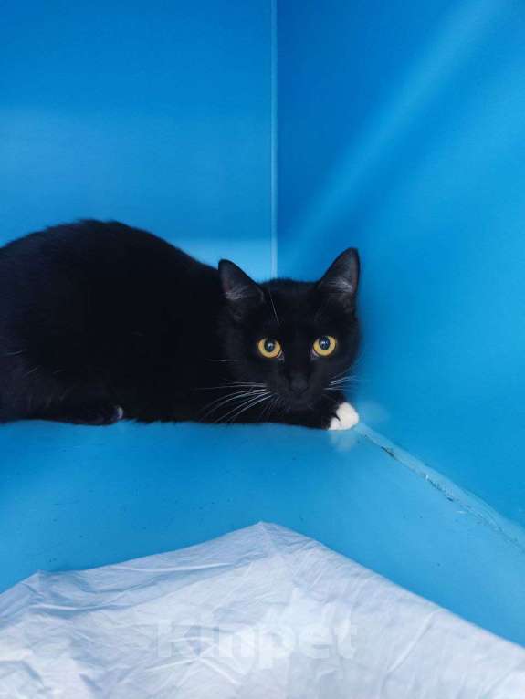 Кошки в Москве: Хозяйку - в психбольницу. Кошку - на улицу. Девочка, Бесплатно - фото 4