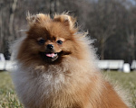 Собаки в Санкт-Петербурге: Померанский шпиц Мальчик, Бесплатно - фото 1