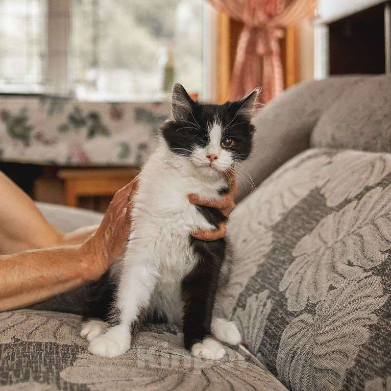 Кошки в Краснознаменске: Боцман ищет любящую семью❤️ Мальчик, 100 руб. - фото 3