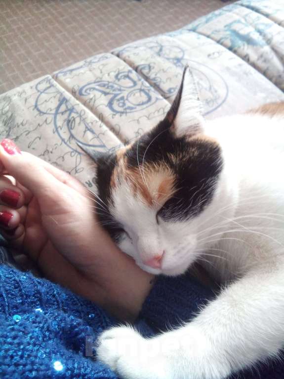 Кошки в Екатеринбурге: Дашка Девочка, Бесплатно - фото 9