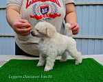 Собаки в Новороссийске: Той пудель белый Мальчик, 140 000 руб. - фото 4