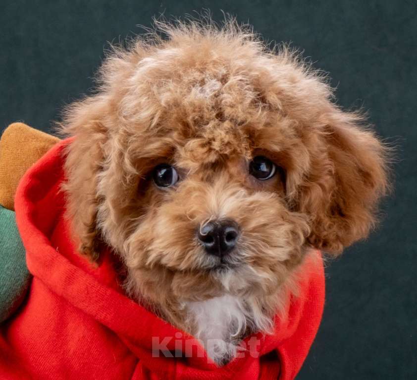 Собаки в Москве: Мальтипу ф1 мини мальчики Мальчик, 60 000 руб. - фото 5