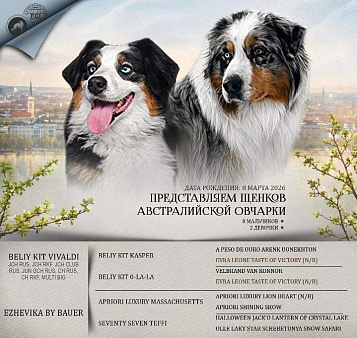 Щенки Аусси.