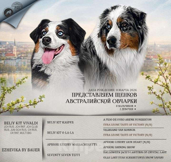 Собаки в Бикине: Щенки Аусси. Мальчик, Бесплатно - фото 1