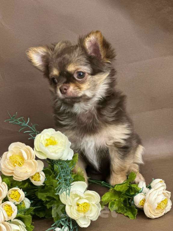 Собаки в Москве: Яркая девочка чихуахуа Девочка, 60 000 руб. - фото 3