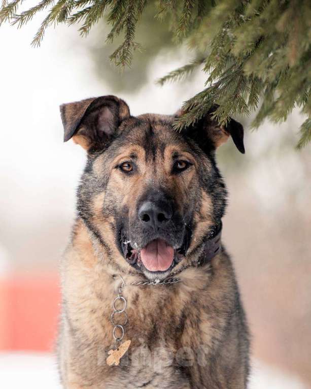 Собаки в других городах Московской области: Чивас ждет чуда Мальчик, Бесплатно - фото 5