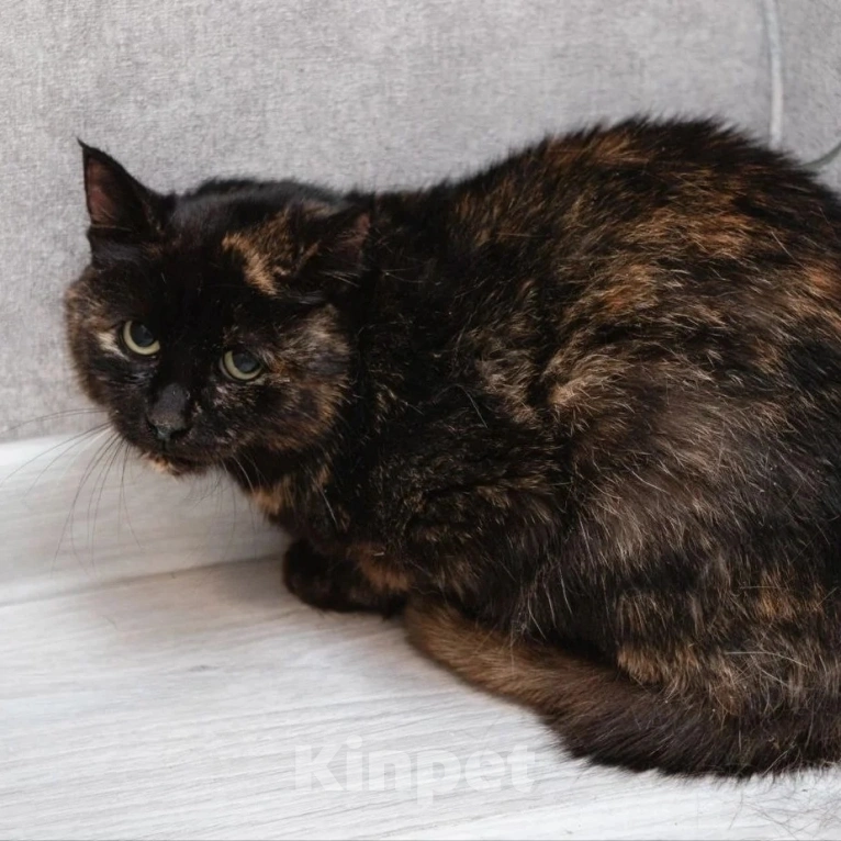 Кошки в Москве: Яшму никогда не заберут домой Девочка, Бесплатно - фото 2