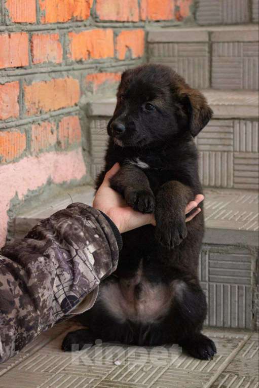 Собаки в Кашире: «Пирожок: маленький комочек счастья ищет тёплый дом!» Мальчик, Бесплатно - фото 4