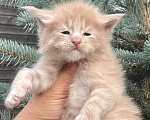 Кошки в Санкт-Петербурге: Котята мейн кун Мальчик, 70 000 руб. - фото 1