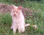 Кошки в Москве: Рыжий скиталец ищет дом Мальчик, Бесплатно - фото 2