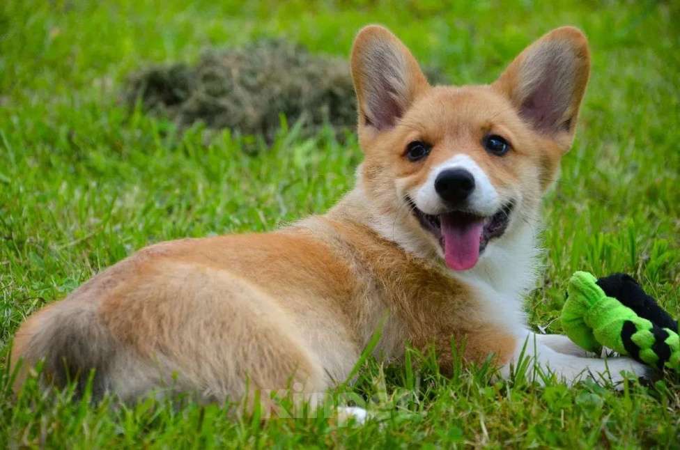 Собаки в Москве: Корги Мальчик, 49 999 руб. - фото 8