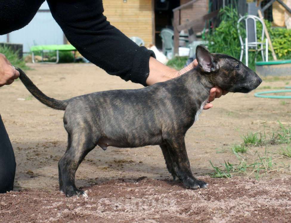 Собаки в Всеволожске: ММ НУРЛАН ЗАВОЕВАТЕЛЬ  Мальчик, Бесплатно - фото 5