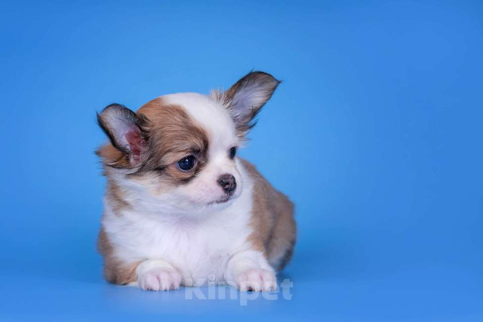 Собаки в Москве: Чихуахуа д/ш девочка Девочка, 45 000 руб. - фото 1